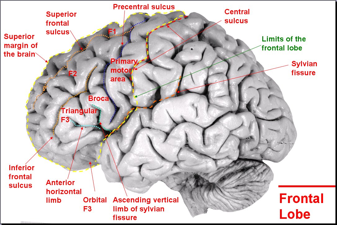 Salamons Neuroanatomy And Neurovasculature Web Atlas Resource 3229